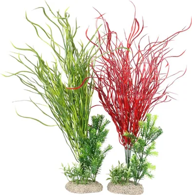 Immagine prodotto di Aqua Della - Pianta da acquario Lily Gras