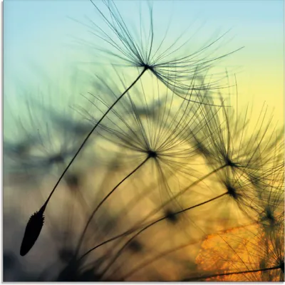 Produktbild von ARTland Glasbild Goldener Sonnenuntergang und Pusteblumen Größe: 20x20 cm
