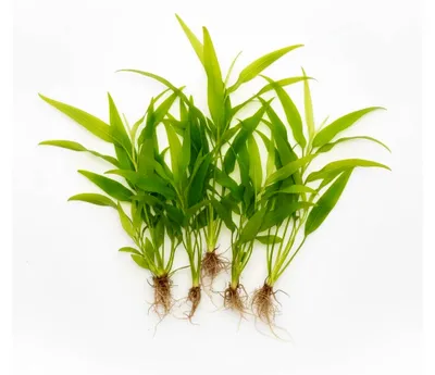 Produktbild von 5 Einzelne Echinodorus Bleheri, breitblättrige Amazonasschwertpflanze | Große Amazonasschwertpflanze | Solitärpflanze für das Aquarium
