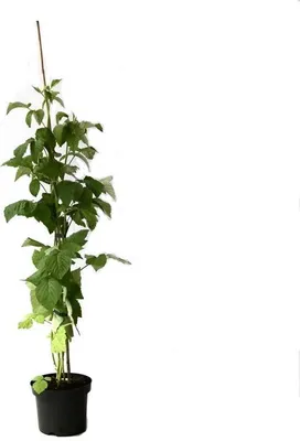 Produktbild von Black Moon schwarze Sommerhimbeere