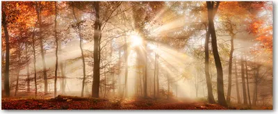 Produktbild von Tulup® Leinwandbild - 125x50 cm - Wandkunst - Drucke auf Leinwand - Leinwanddruck  - Landschaften - Orange - Nebel Herbst Wald