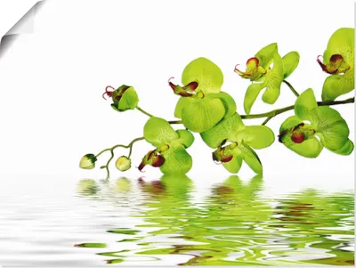 Produktbild von ARTland Poster Schöne Orchidee mit grünem Hintergrund Größe: 40x30 cm