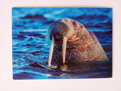 Produktbild von 3 D Ansichtskarte Walross, Postkarte Wackelkarte Hologrammkarte Tiere Tier Wassertier Meerestier
