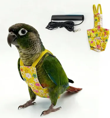 Produktbild von Hundeleine Vogelleine Geschirr für Sittiche, Flugtraining Outdoor-Abenteuer, bequemer, Verstellbarer Gurt (F, L)