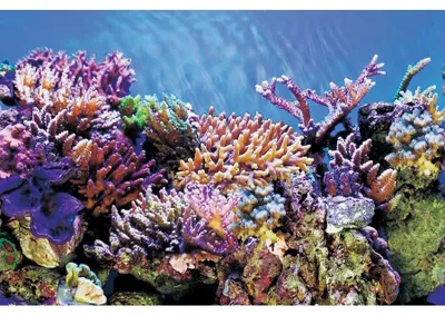 Productafbeelding van SuperFish Deco Poster A 150x61CM