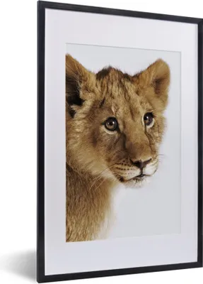 Produktbild von MuchoWow® Gerahmtes Poster Löwe - Wild - Jungtier 40x60 cm - Poster mit Schwarzem Bilderrahmen Wandposter Rahmen Foto Bilder - Poster in Rahmen