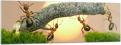 Produktbild von Bilder auf glas - Tiere Ameisen Brücke Natur - 160x50cm - Glasbilder - Wandbilder - Kunstdruck - zum Aufhängen bereit - Wanddekoration aus Glas - Glas Bilder - Wandbild auf Glas - GAB160x50-2104