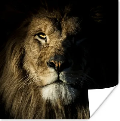 Produktbild von MuchoWow® Poster Löwe - Tier - Schwarz 50x50 cm - Wohnzimmerdekoration