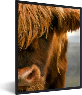 Produktbild von MuchoWow® Gerahmtes Poster Schottischer Highlander - Orange - Nase 30x40 cm - Poster mit Schwarzem Bilderrahmen Wandposter Rahmen Foto Bilder - Wanddeko - Kunstdrucke