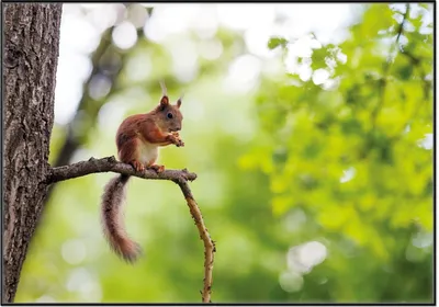 Produktbild von Wallario Wandbild Eichhörnchen auf einem Ast, Größe: 70,30 x 100,30 cm, Poster mit schwarzem Aluminiumrahmen