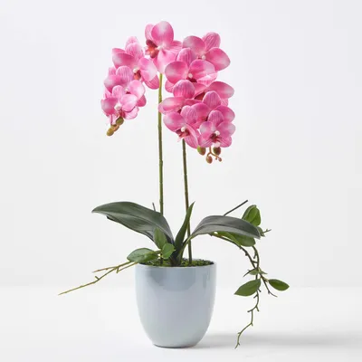 Produktbild von HOMESCAPES Künstliche pinke Phalaenopsis-Orchidee im grauen Keramik-Topf, 54 cm
