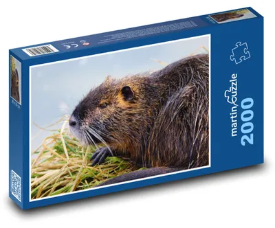 Zdjęcie produktu dla martinpuzzle - Puzzle 2000 - Nutrie