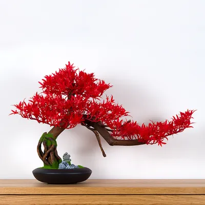 Obrázek produktu pro Pokojová dekorativní bonsai - Javor  (PN-4)