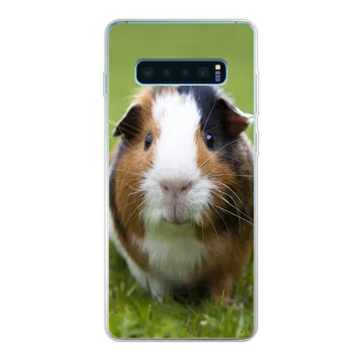 Produktbild von MuchoWow® Handyhülle Schutzhülle Hülle für Samsung Galaxy S10 Lite Zwei Meerschweinchen Silikon Softcase Handy Hülle - Schutz