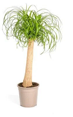 Produktbild von Elefantenfuß Stamm Ø24cm - ↕80 - 100cm