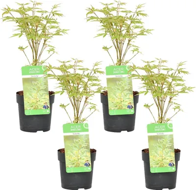 Zdjęcie produktu dla Bloomique - Zestaw 4 szt. - Acer Palmatum Butterfly - Liść biało-zielony - Klon japoński - Odporny na zimę - Rośliny ogrodowe - Wysokość 25-40 cm - Doniczka 10,5 cm