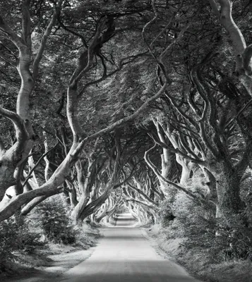 Produktbild von Sanders & Sanders Fototapete Wald Schwarz-Weiß 250 x 280 cm