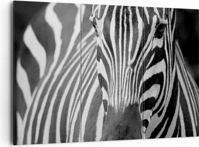 Produktbild von Bild auf Leinwand - Leinwandbild - Tiere Zebra gestreift - 165x110cm - Wand Bild - Wanddeko - Leinwanddruck - Bilder - Kunstdruck - Wanddekoration - Leinwand bilder - Wandkunst - CE165x110-2254