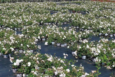 Produktbild von 30 x Rosa Sea Foam bezaubernd weisse Bodendecker Rose Rosen öfter blühend 20/30cm