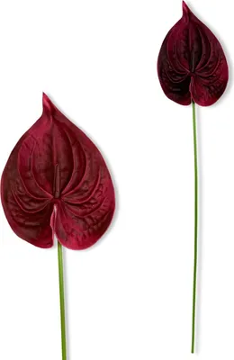 Produktbild von Bordeaux Piankoseide Anthurium 57 cm Künstliche Pflanze