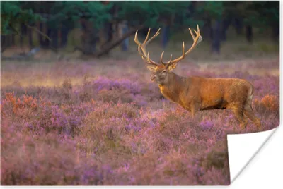 Produktbild von MuchoWow® Poster Hirsche - Niederlande - Blumen - Veluwe 60x40 cm - Schlafzimmerdekoration