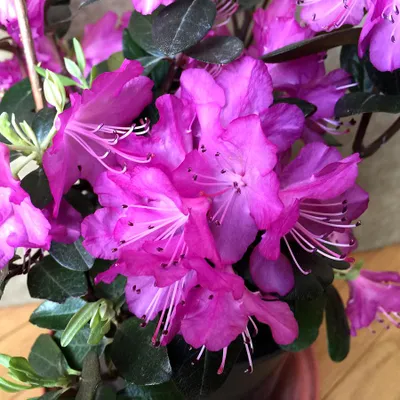 Obrázok produktu pre Rododendron 'Praecox' | 30–40 cm v kontajneri