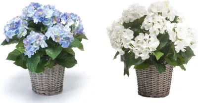 Produktbild von 2er Set künstliche Hortensien im Korb blau + weiß H. 45cm Emerald Topfpflanze