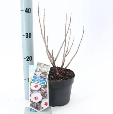 Immagine prodotto di Hibiscus Carousel Jolly Heart ('Tahi56'PBR) - Ibisco da giardino | 30-40 cm in vaso