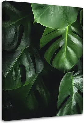 Produktbild von Leinwandbild monstera-blätter 40x60 cm Feeby grün wandbild bereit zum aufhängen