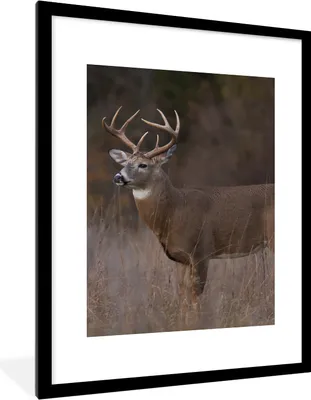 Produktbild von MuchoWow® Gerahmtes Poster Herbst - Hirsche - Gras - Natur - Tiere 60x80 cm - Poster mit Schwarzem Bilderrahmen Wandposter Rahmen Foto Bilder - Wohnzimmer - Dekorationen - Prämie