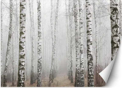Produktbild von Vlies fototapete Birkenwald im Nebel 400x280 cm Feeby Grau inkl. Kleber einfache Montage
