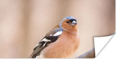 Produktbild von MuchoWow® Poster Vogel - Tiere - Fink 120x60 cm - Bild