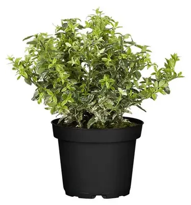 Productafbeelding van JUNAVERA Euonymus fortunei 'Harlequin' | bontbladige wintergroene bodembedekker | 12 cm pot | 25 cm hoog