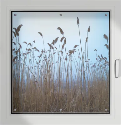 Produktbild von Wallario Lichtschutzbild, Dekorativer Sichtschutz Sonnenschutz 96 x 100 cm mit Motiv: Schilfrohr am See vor blauem Himmel - Verdunklung ohne Bohren