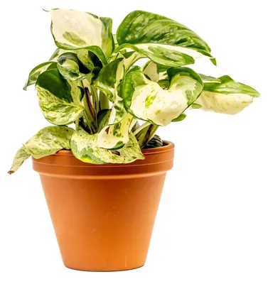 Obrázok produktu pre Gardners Epipremnum pinnatum Manjula, priemer 12 cm