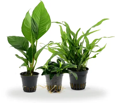 Productafbeelding van Aquariumplanten set - 3 echte waterplanten - Anubias en Javavaren - voor voor - midden- en achtergrond