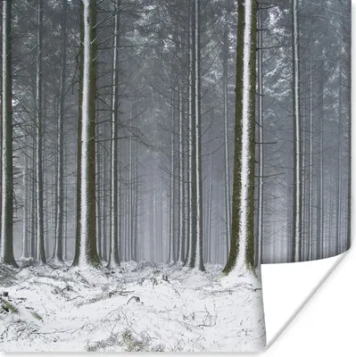 Produktbild von MuchoWow® Poster Bäume - Winter - Schnee 50x50 cm - Wohnzimmerdekoration