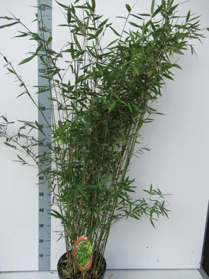 Immagine prodotto di Fargesia nitida 'Winter Joy' vaso C1-1 litro - il bellissimo bambù da giardino invernale