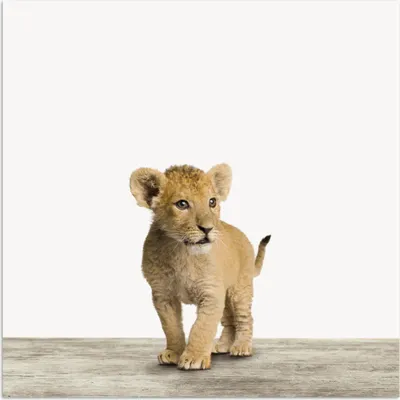 Produktbild von MuchoWow® Poster Löwe - Junge - Kinder - Jungen - Tiere - Mädchen 75x75 cm - Wand Dekoration