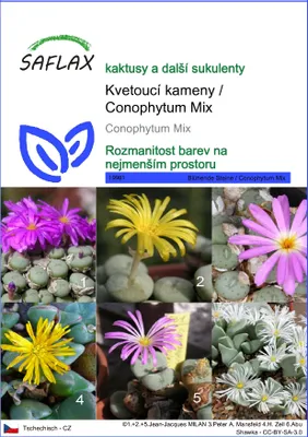 Obrázek produktu pro SAFLAX - Kvetoucí kameny / Conophytum Mix - Conophytum Mix - 40 Semena