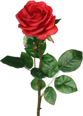 Produktbild von aplanta Künstliche Rose - Philipos | 66 cm, Real Touch, für drinnen, Kunstblume, wie echt, Allergiker geeignet, pflanzliche Dekoration Praxis, Office & Wohnzimmer