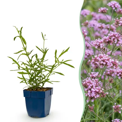 Produktbild von Green boutiQ – Stauden – Verbena bonariensis Lollipop – Eisenkraut – Lockt Bienen und Schmetterlinge an – Lila – 12 Pflanzen – Topfgröße 11 cm – Höhe 15-25 cm