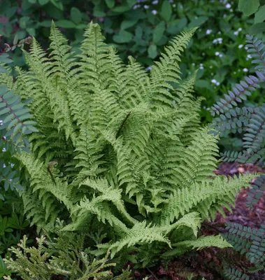 Produktbild von Stauden Gänge 1 x Dryopteris affinis 'Crispa' im 1 Liter Topf - Krauser Schildfarn - Immergrüne Schönheit, die begeistert