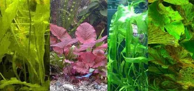 Produktbild von Knollen Set, 2 Aponogeton und 2 Tigerlotus, Lotus