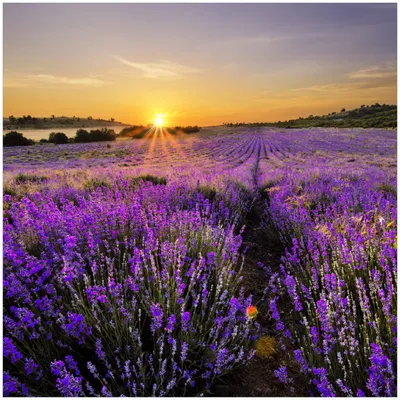 Produktbild von Wallario Memoboard Magnettafel aus Glas, Größe 50 x 50 cm, Motiv Sonnenuntergang über dem Lavendel