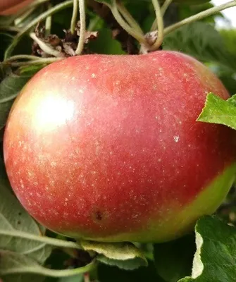 Produktbild von Säulenapfel `Goldspur´ - 40-60cm im 5L-Topf