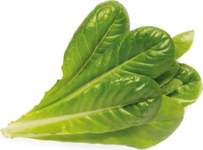 Produktbild von Click and Grow Römersalat, Kapseln mit Samen und Substrat 3 Stk.