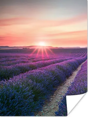 Produktbild von MuchoWow® Poster Lavendel - Lila - Blumen - Himmel 120x160 cm - Wandbilder