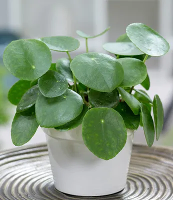 Produktbild von BALDUR Garten Pfannkuchenpflanze, 1 Pflanze, Chinesischer Geldbaum Pilea peperomiodes Zimmerpflanze, Grünpflanze, mehrjährig - frostfrei halten, pflegeleicht, Wasserbedarf gering