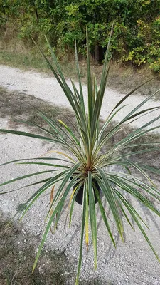 Image de Cordyline australis 'Torbay Dazzler' / Cordyline australe 'Torbay Dazzler'